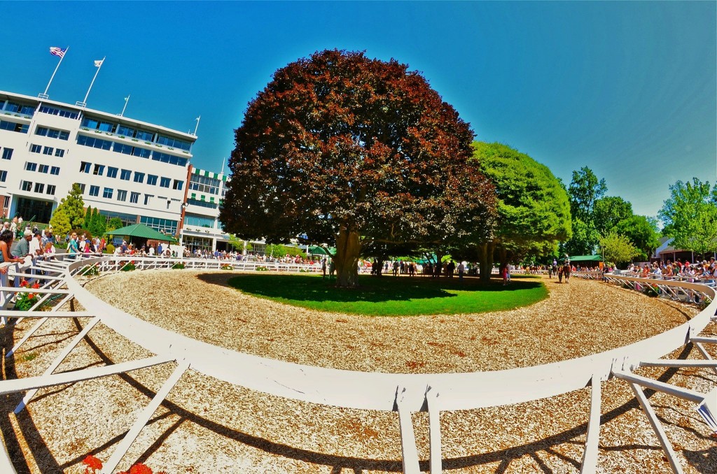 tree